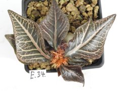 Euphorbia francoisii hybrid  No.34