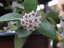Hoya Nummularoides