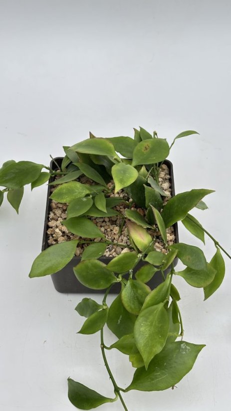Hoya anulata