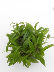 Hoya salwenica