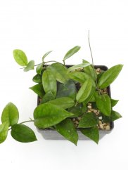 Hoya dasyantha