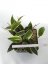 Hoya macrophylla albomarginata