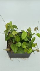 Hoya leytensis
