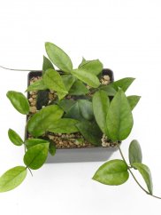 Hoya dasyantha