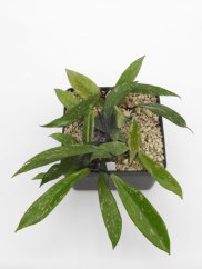 Hoya chimera gps 10225