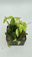 Hoya campanulata