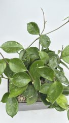 Hoya carnosa round leaf