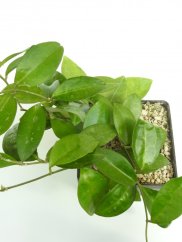 Hoya elliptica Philippines