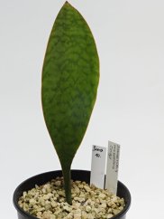 Sansevieria masoniana congo  No.10