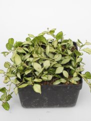 Hoya Heuschkeliana Variegata