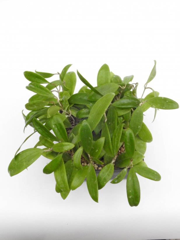 Hoya bhutanica
