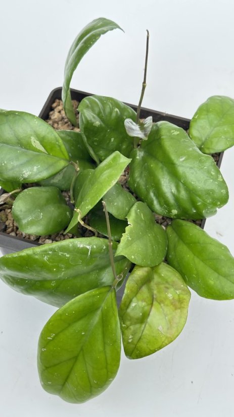 Hoya ricardo
