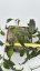 Hoya erythrina Cameroon Island