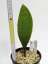 Sansevieria masoniana congo  No.10