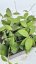 Hoya UT 049