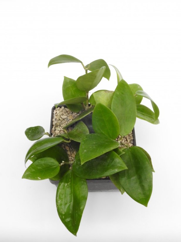 Hoya chiang mai
