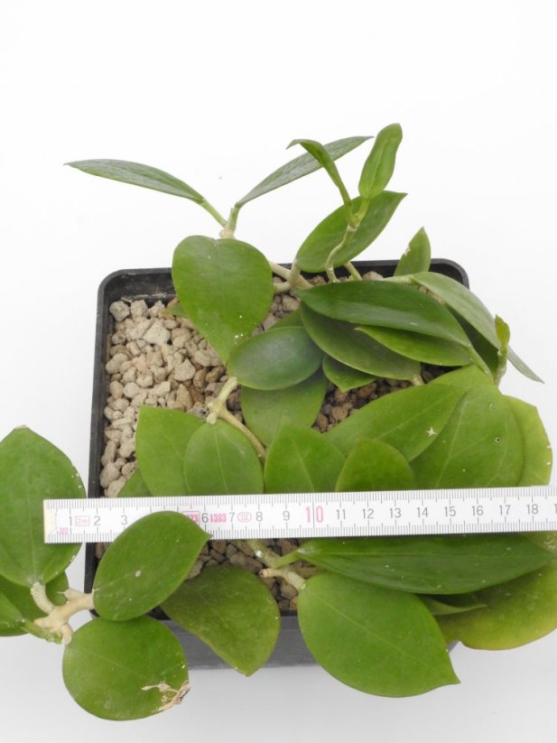 Hoya bent
