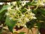Hoya multiflora philippines