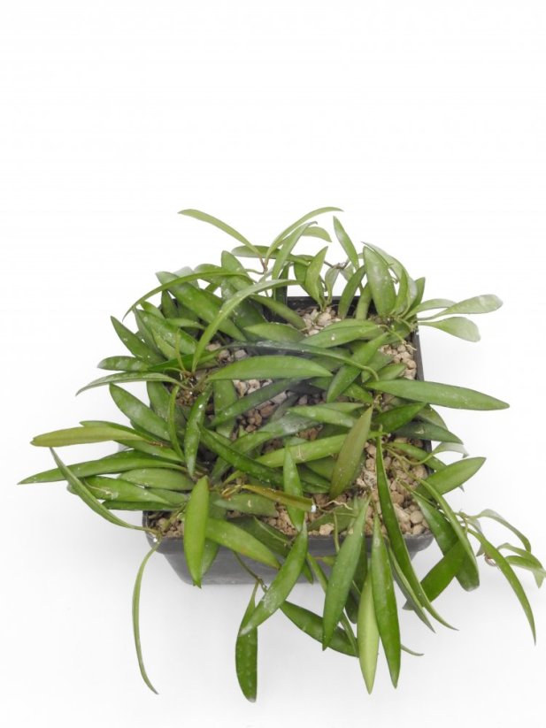 Hoya angustifolia