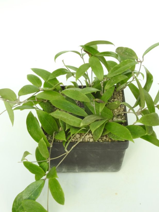 Hoya Namtok