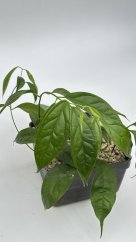 Hoya linusi