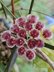 Hoya breviata