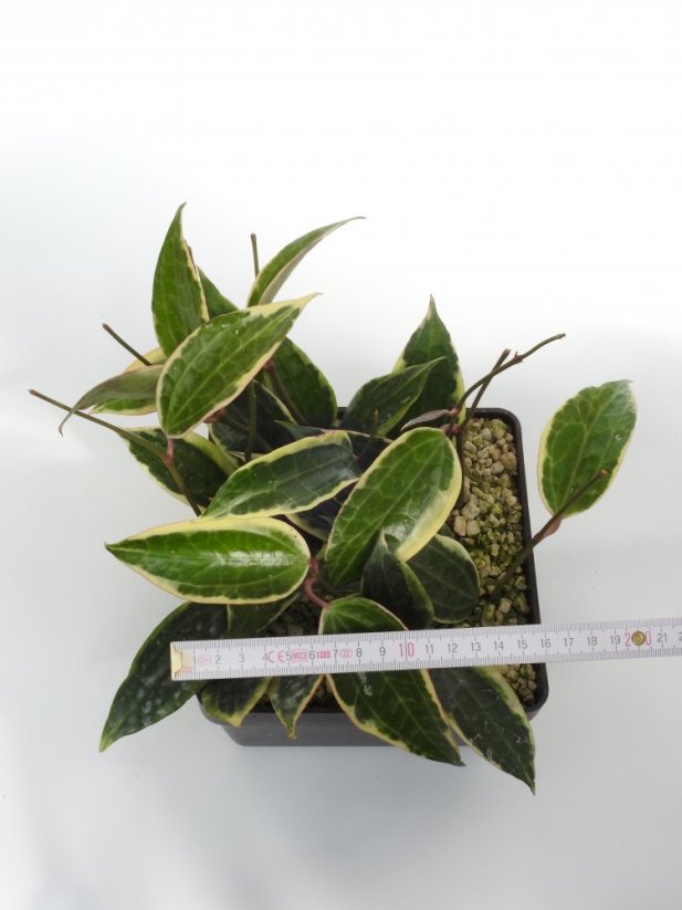 Hoya macrophylla albomarginata