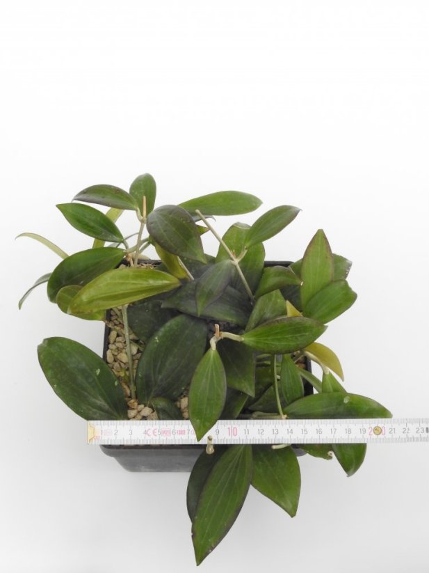 Hoya nicholsoniae