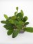 Hoya diversifolia el nidicus