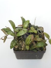 Hoya Sigilatis Big Leaf