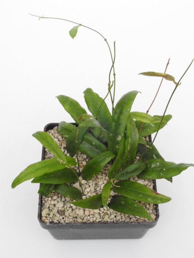 Hoya Sabah