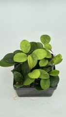 Hoya David's Cup Green