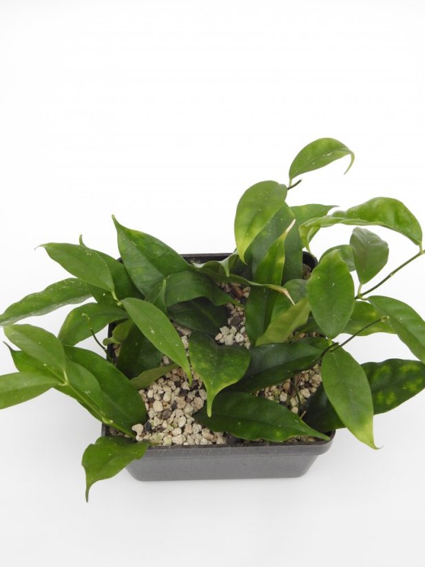 Hoya cystiantha