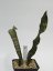 Sansevieria kirkii var. pulchra  No.14