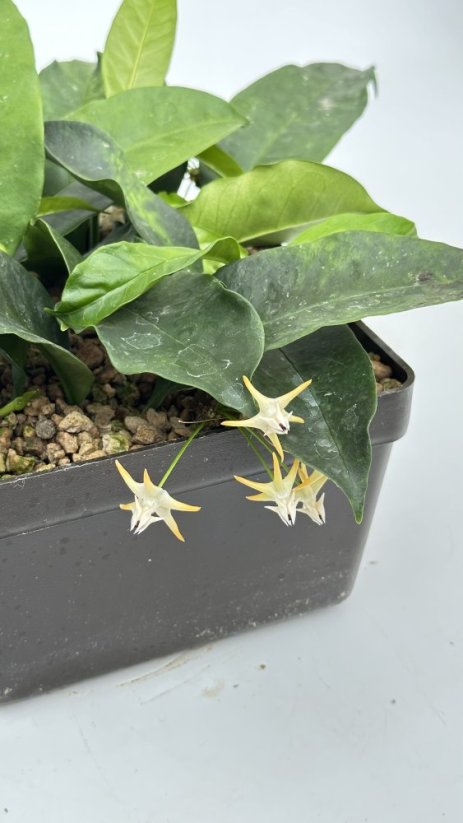 Hoya multiflora philippines