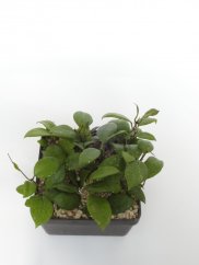 Hoya ovalifolia