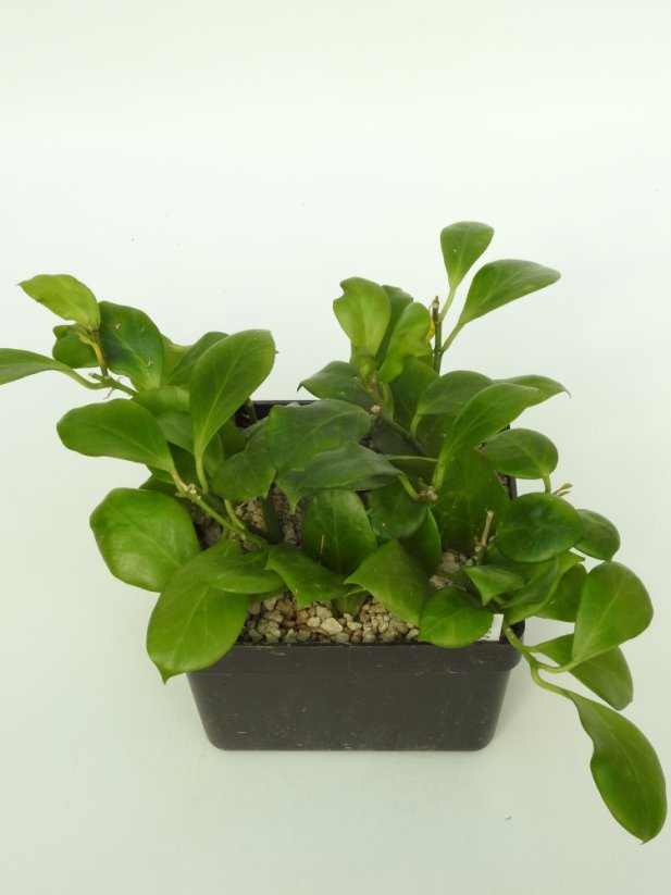 Hoya Obscura
