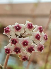 Hoya Obovata Variegata