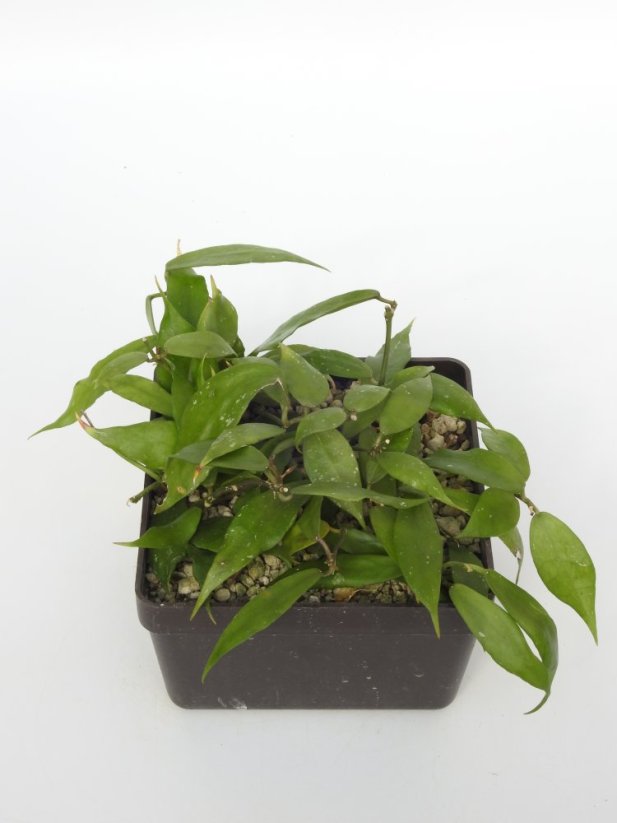 Hoya Pusilla Malaysia
