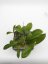Hoya forbesii gelbe blten