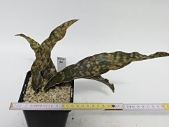 Sansevieria kirkii var. pulchra  No.20
