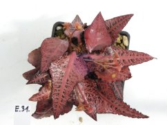Euphorbia francoisii hybrid  No.31