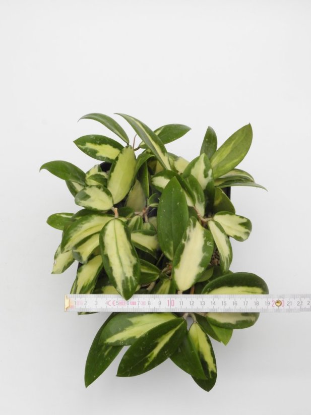 Hoya parasitica variegata