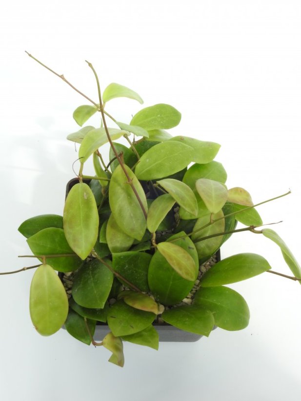 Hoya mindorensis cv. red star