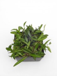 Hoya wayetii blte rot