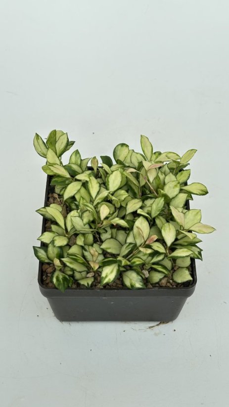 Hoya heuschkeliana