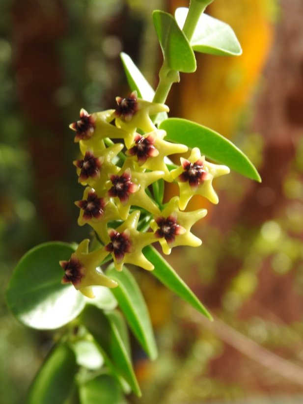 Hoya Cumingiana IPPS MO1