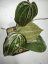 Hoya Sarawak