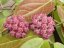 Hoya ut-039 flores island