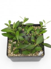 Hoya bilobata hort ipps0087 blute rot